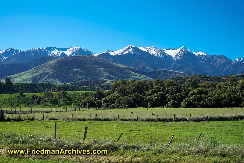 tourist,attraction,holiday,vacation,new zealand,landscape,postcard,scenic,fields,grazing,sheep,natural,